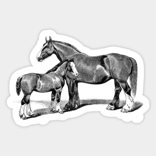 Shire Mare and Foal Black and White Horse Illustration Sticker